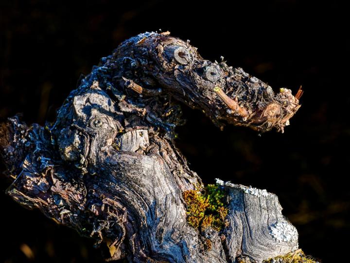 Le vignoble de Wihr au Val