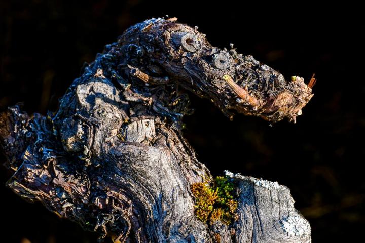 Le vignoble de Wihr au Val