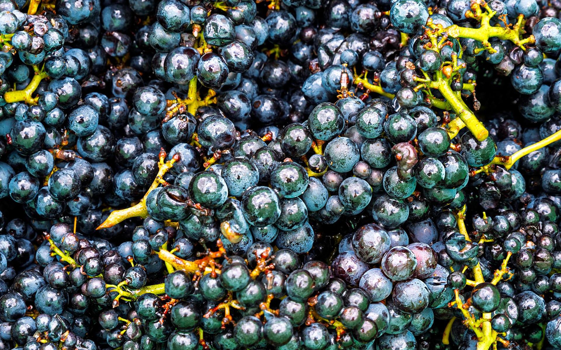 Pinot noir