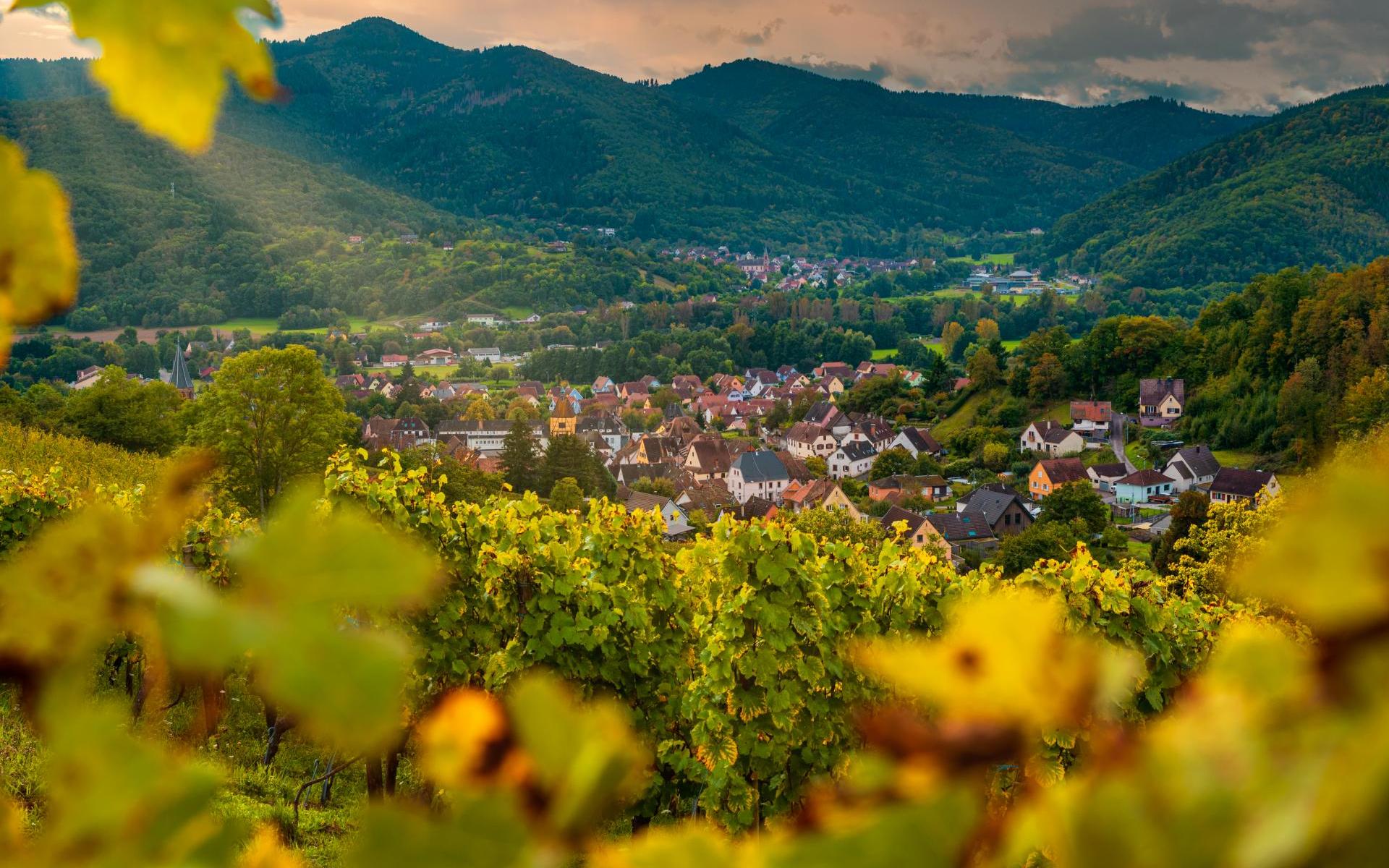 Le vignoble pendant les vendanges