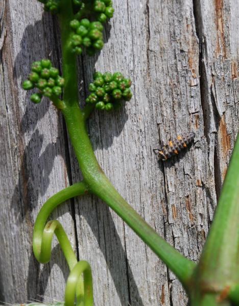 Le vignoble Schoenheitz et la biodiversité