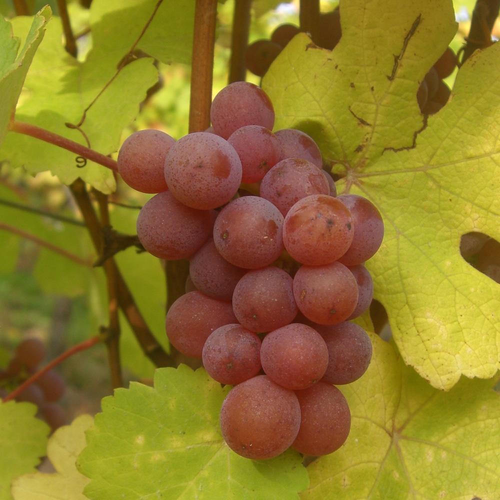 Gewurztraminer Holder 2018 AOC Alsace